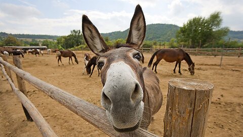 Funny video | Animals Video | Donkey 😂