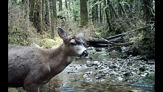 A Creek in the Timber, February 2022