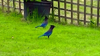 IECV NV #530 - 👀 Two Steller's Jays In The Yard And A European Starling Hanging Low 🐦 5-6-2018