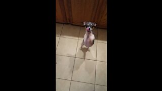 Dancing puppy!