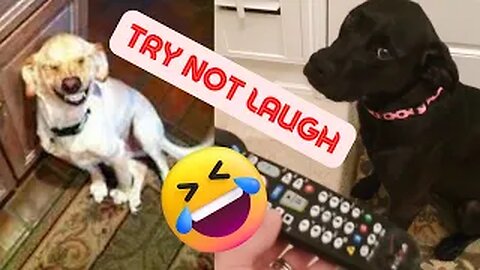 Funny Animal Videos 2022 😂 - Best Dogs And Cats Videos 😺😍 - Try not laugh 2022
