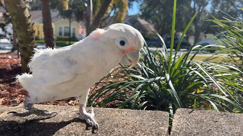 Bird runs on rocks!