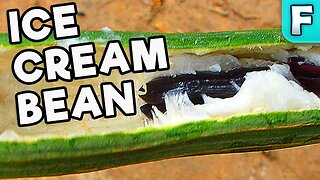Ice Cream Bean | Fruits You've Never Heard Of
