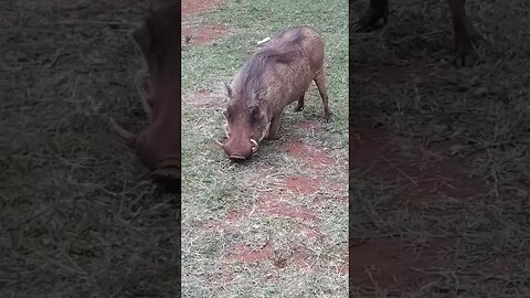 savannah warthog #relaxing #lions #nature #travel #wildlife #viral #animals #love #cat#short