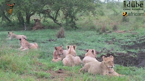 LIONS: Following The Pride 36: Watching Hyena And Buffalo