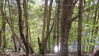 Hiking Through Dense Forests in Canada