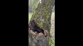 Tree Stopped From Falling