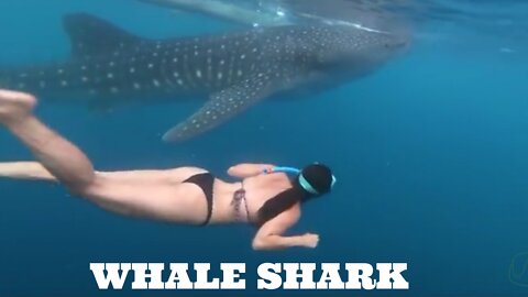 WHALE SHARK