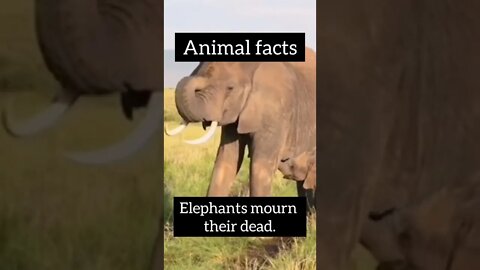 Best animal facts #shorts #facts