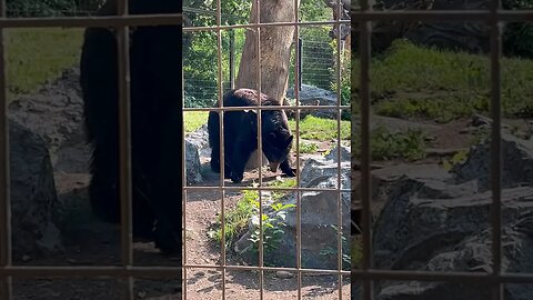 Black Bears are so Cute! 🐻 🥰 #shorts #zoo #bear #enterthecronic #calgary