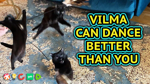 Vilma Cat Can Dance Better Than You