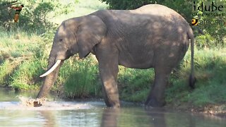 Drinking Elephant Bull