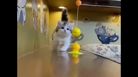 Cute cat funny video