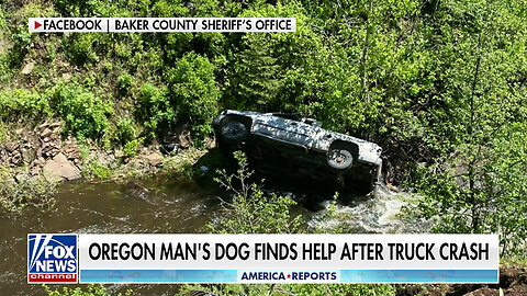 Dog Runs Four Miles To Get Help For Owner After Truck Goes Off Cliff