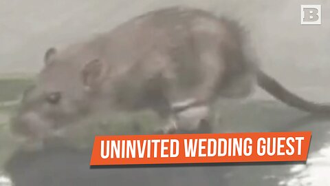 Wedding Crasher! Brooklyn Rat Stows Away on Car's Hood