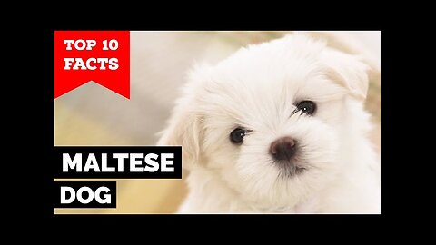 10 Fascinating Facts About Maltese Dogs: Small Yet Mighty 🐾🌟