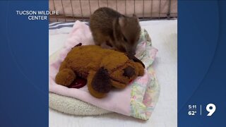 Tucson Wildlife Center is Southern Arizona's only wildlife rescue hospital