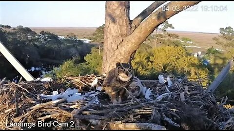 Mom & Her Owlet Share a Late Dinner 🦉 3/4/22 19:07