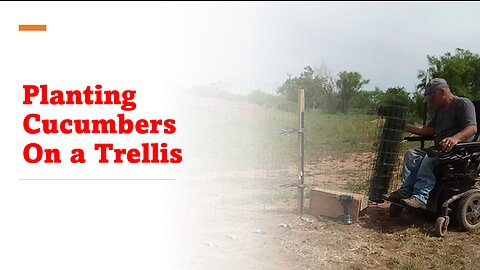 Planting Cucumbers On a Trellis