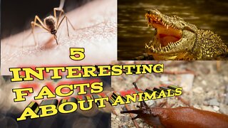 5 INTERESTING FACTS ABOUT ANIMALS 🤔