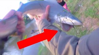 Shark Fishing Logan River - Near SHARK BITE! HD