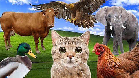 Cute little animals - Dog, cat, chicken, elephant, cow, duck - Animal sounds for sleep