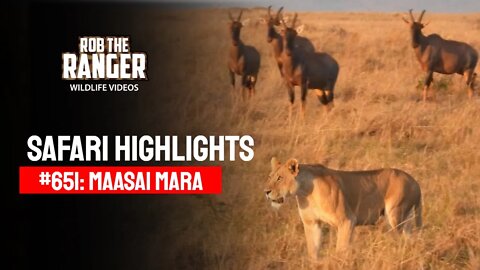 Safari Highlights #651: 14th January 2022 | Maasai Mara/Zebra Plains | Latest Wildlife Sightings
