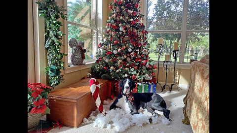 Great Dane Has Fun Playing In Her Pile Of Florida Stuffie Snow