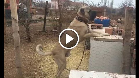 Giant Malaklı Shepherd Dog