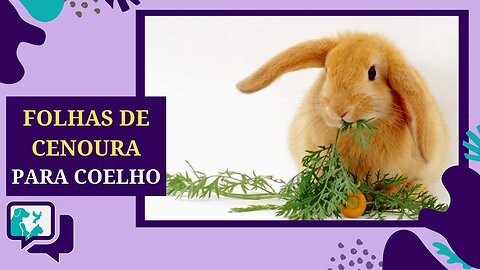 Dieta do Coelho: Coelhos Podem comer as Folhas de Cenoura?