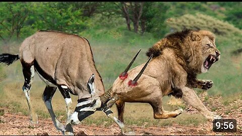 Brave Gemsbok Take Down LIONS With Their Horns To Baby Gemsbok escape Snakes Vs Lizard