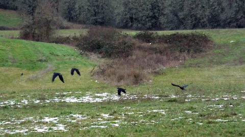 Birds In The Field