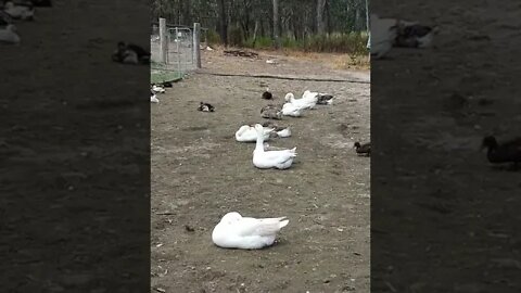 All my Geese in a row