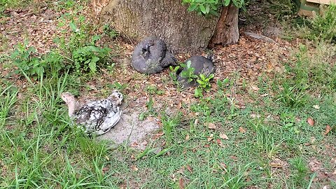 two guineas and a turkey...