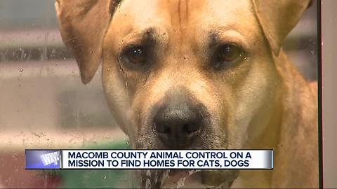 Macomb County Animal Control on mission to find homes for cats, dogs
