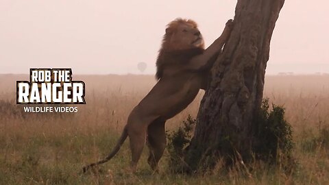 Lions In The Morning Mist | Lalashe Maasai Mara Safari