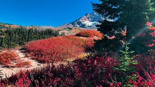 BITE-SIZED WILDS | AN ENTIRE RIDGE in Autumn Fall Colors @ Mount Hood! | Timberline | Oregon | 4K