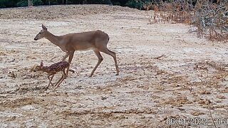 Week 3 & 4 cabin build update. First time lapse test & first deer fawn