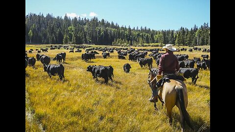 How 30.1 million beef cattle are raised in America - American Cattle Farm