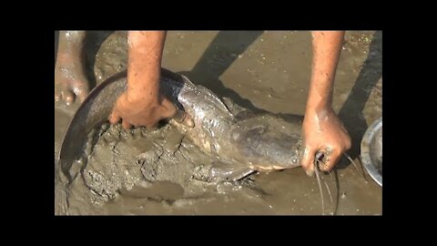 Hand Catching Big Mud Fish | Village Boy Catching Big Fish in Mud