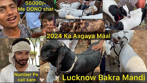 Lucknow Bakra Mandi 2024 | Lucknow Bakra Mandi | Bakra Mandi 2024 Lucknow I