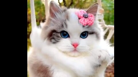Cute kitty with blue eyes