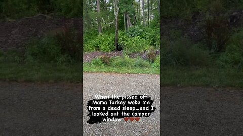Bobcat and the Mad Mama Turkey