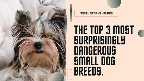 Tiny Titans: The Top 3 Most Surprisingly Dangerous Small Dog Breeds!