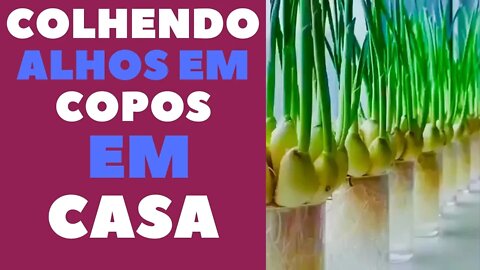 cultivando alhos em copos