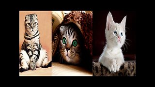 Top Funny Cat videos- Try Not to Laugh Challenge...