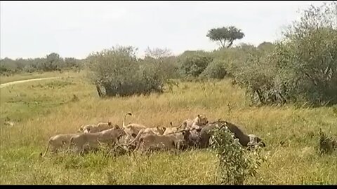 Lions vs buffalo#wildlifemagictv#wildlife #nature#animals#hyenas#buffalo#lion