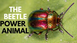 The Beetle Power Animal