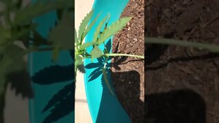 Outdoor cannabis grow #1 SOCAL BACKYARD OP bag seeds