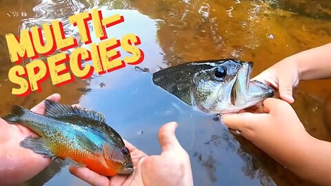 catching MULTI- SPECIES at the RIVER (caught with my PANTS DOWN!)